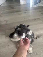 Max, a male Miniature Schnauzer for sale in San Diego, CA – 5 of 5