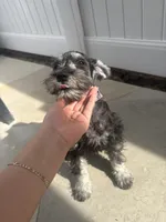 Charlie , a male Miniature Schnauzer for sale in San Diego, CA – 2 of 3