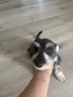 Max, a male Miniature Schnauzer for sale in San Diego, CA – 3 of 5