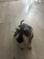 Max, a male Miniature Schnauzer for sale in San Diego, CA – 4 of 5