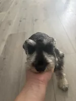 Max, a male Miniature Schnauzer for sale in San Diego, CA – 2 of 5