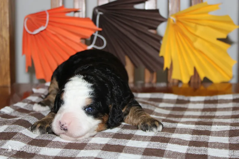 Jackie – Miniature Bernedoodle puppy for sale in Edon, OH