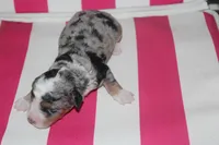mack, a male Miniature Bernedoodle for sale in Edon, OH – 2 of 3