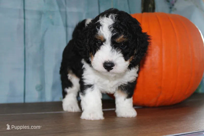 marshal – Miniature Bernedoodle puppy for sale in Edon, OH