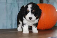 marshal, a male Miniature Bernedoodle for sale in Edon, OH – 4 of 10