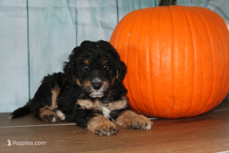 mike – Miniature Bernedoodle puppy for sale in Edon, OH