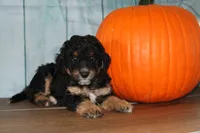 mike, a male Miniature Bernedoodle for sale in Edon, OH – 1 of 8