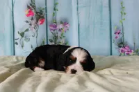 Jenny, a female Cavapoo for sale in Edon, OH – 3 of 7