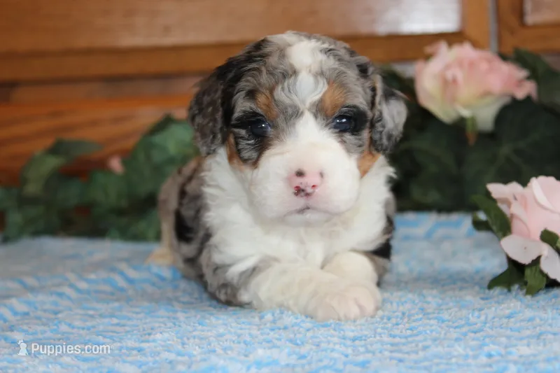 Landon – Miniature Bernedoodle puppy for sale in Edon, OH