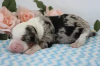 Dillion, a male Miniature Bernedoodle for sale in Edon, OH – 2 of 2