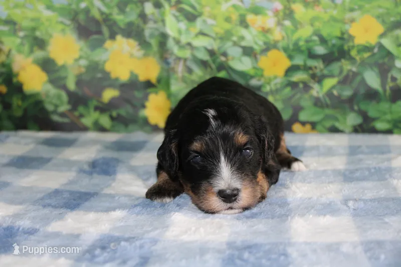 max – Miniature Bernedoodle puppy for sale in Edon, OH