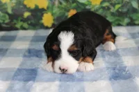 Mara, a female Miniature Bernedoodle for sale in Edon, OH – 2 of 2