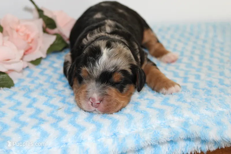 Logan – Miniature Bernedoodle puppy on hold in Edon, OH
