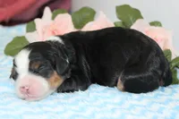 Christian, a male Miniature Bernedoodle for sale in Edon, OH – 2 of 3