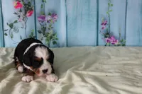 Jenny, a female Cavapoo for sale in Edon, OH – 4 of 7