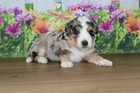 mack, a male Miniature Bernedoodle for sale in Edon, OH – 5 of 10