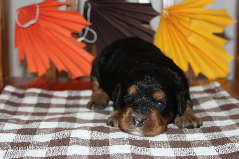 lyla – Miniature Bernedoodle puppy for sale in Edon, OH