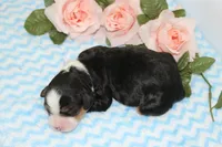 Christian, a male Miniature Bernedoodle for sale in Edon, OH – 1 of 3