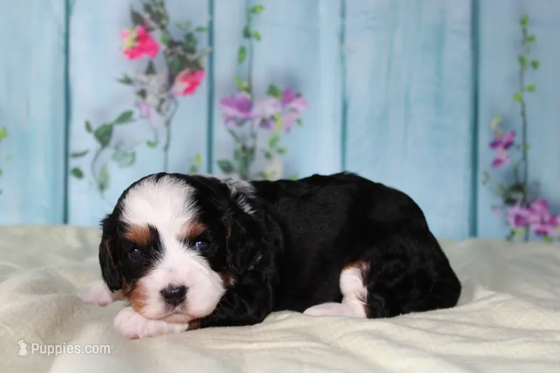 Jenny – Cavapoo puppy for sale in Edon, OH