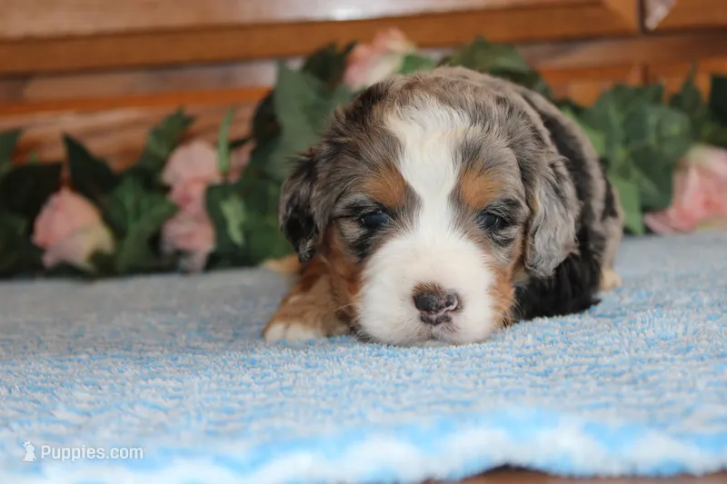 Jazz – Miniature Bernedoodle puppy for sale in Edon, OH
