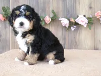 Dawn, a female Miniature Bernedoodle for sale in Edon, OH – 4 of 5
