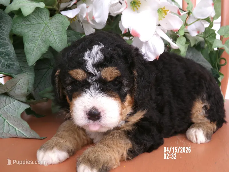 Dawn – Miniature Bernedoodle puppy for sale in Edon, OH