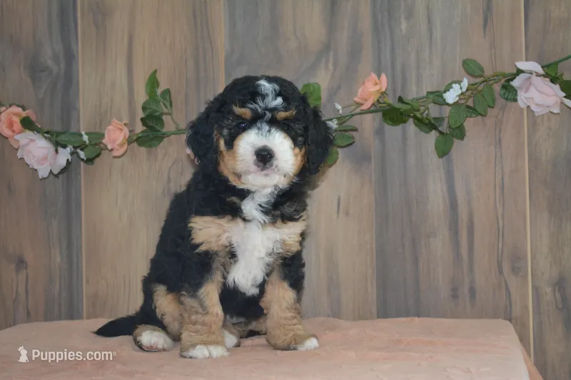 Dawn – Miniature Bernedoodle puppy for sale in Edon, OH