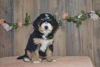 Dawn, a female Miniature Bernedoodle for sale in Edon, OH – 1 of 5