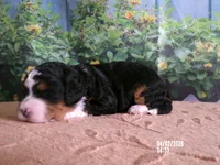 Dawn, a female Miniature Bernedoodle for sale in Edon, OH – Photo 2 of 4