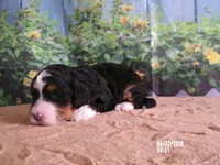 Dawn, a female Miniature Bernedoodle for sale in Edon, OH – Photo 4 of 4