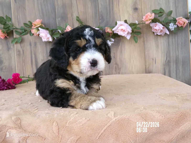 Dawn – Miniature Bernedoodle puppy for sale in Edon, OH