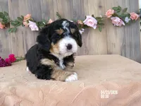 Dawn, a female Miniature Bernedoodle for sale in Edon, OH – 3 of 5