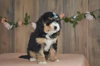 Dawn, a female Miniature Bernedoodle for sale in Edon, OH – 2 of 5