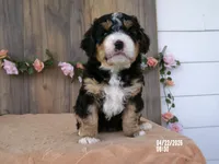 Dawn, a female Miniature Bernedoodle for sale in Edon, OH – 5 of 5