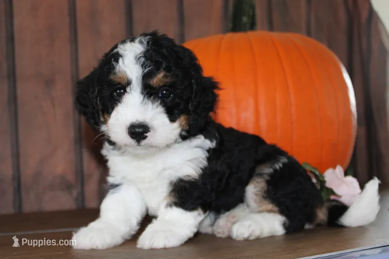 marshal – Miniature Bernedoodle puppy for sale in Edon, OH