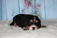 tylar, a male Miniature Bernedoodle for sale in Edon, OH – 2 of 3