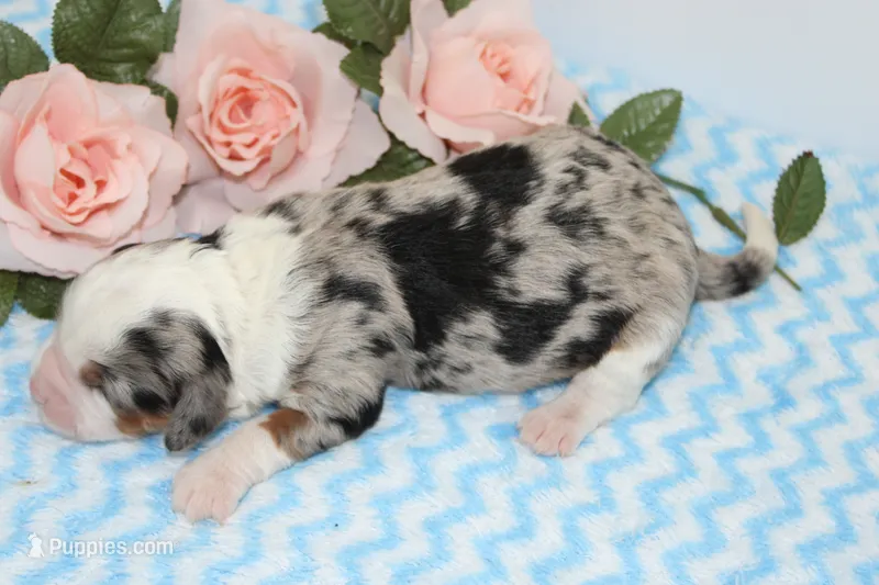 Dillion – Miniature Bernedoodle puppy for sale in Edon, OH