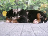 Macey, a female Miniature Bernedoodle for sale in Edon, OH – Photo 3 of 3