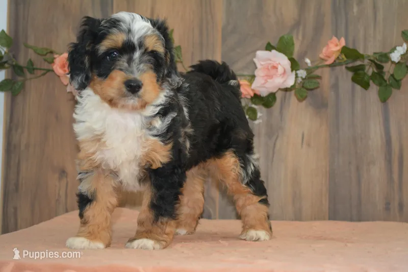 Macey – Miniature Bernedoodle puppy for sale in Edon, OH