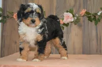 Macey, a female Miniature Bernedoodle for sale in Edon, OH – 1 of 10