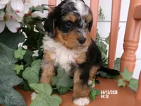 Macey, a female Miniature Bernedoodle for sale in Edon, OH – 8 of 10