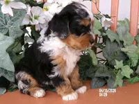 Macey, a female Miniature Bernedoodle for sale in Edon, OH – 10 of 10