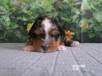 Macey, a female Miniature Bernedoodle for sale in Edon, OH – Photo 2 of 3