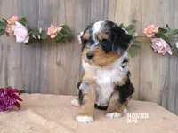 Macey, a female Miniature Bernedoodle for sale in Edon, OH – 5 of 10