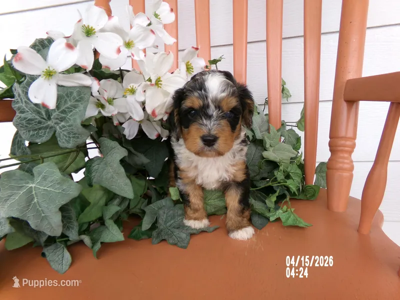Macey – Miniature Bernedoodle puppy for sale in Edon, OH