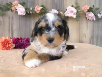 Macey, a female Miniature Bernedoodle for sale in Edon, OH – 6 of 10