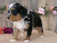 Macey, a female Miniature Bernedoodle for sale in Edon, OH – 7 of 10