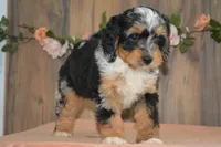 Macey, a female Miniature Bernedoodle for sale in Edon, OH – 2 of 10