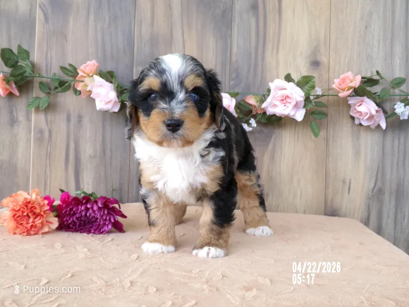 Macey – Miniature Bernedoodle puppy for sale in Edon, OH