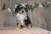 Macey, a female Miniature Bernedoodle for sale in Edon, OH – 3 of 10
